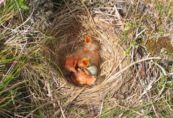 These Redwing hatchlings are completely dependent on parental care.