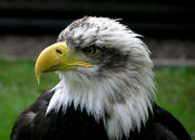 Bald Eagle at Combe Martin Wildlife and Dinosaur Park, North Devon, England