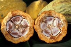 Cocoa beans in a cacao pod