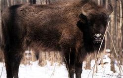 European Bison, or Wisent