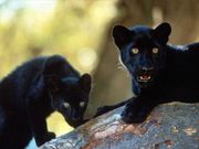 Black Jaguar cubs