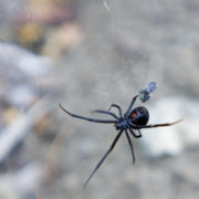 Black Widow with a fly.