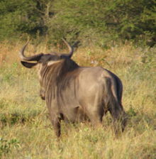 Blue Wildebeest from rear angle showing stripes that look like wrinkles