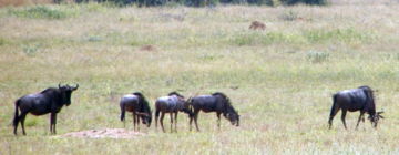Blue Wildebeests, Lapalala Wilderness, Waterberg, South Africa