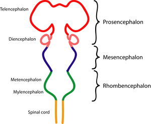 Diagram depicting the main subdivisions of the embryonic vertebrate brain.  These regions will later differentiate into forebrain, midbrain and hindbrain structures.