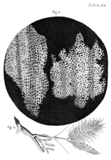 Drawing of the structure of cork as it appeared under the microscope to Robert Hook from Micrographia which is the origin of the word "cell".