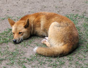 Dingo resting at the Australia Zoo