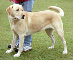 Labrador Retrievera breed of domestic dog