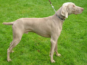 Some dogs, like this Weimaraner, have their predatory instincts suppressed in order to better assist human hunters.