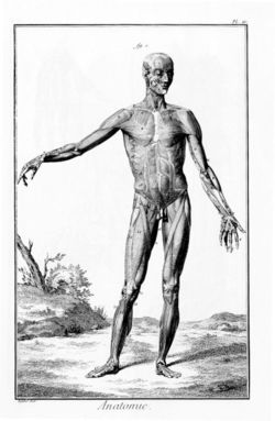 Anatomical drawing of the human muscles from the Encyclopédie.