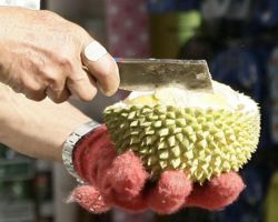 Opening a durian is made easier with a puncture-resistant glove.