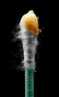 Wet-type human earwax on a cotton swab.