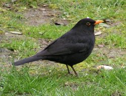 An adult male BlackbirdBirdsong (help·info)