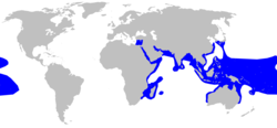 Range of blacktip reef shark