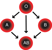 Donors of blood type O can give to A, B & AB; donors of types A & B can give to AB.