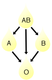 Plasma from type AB can be given to A, B & O; plasma from types A & B can be given to O.