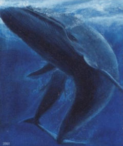 A drawing of a Blue Whale seen on a Faroese stamp