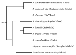 A phylogenetic tree of animals related to the Blue Whale