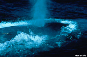 The blow of a Blue Whale