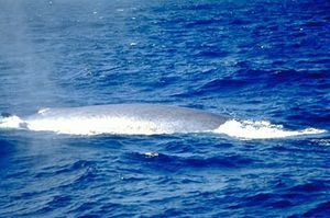 The small dorsal fin of this Blue Whale is just visible