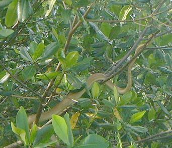 Cook's Tree Boa