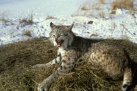 A Bobcat sitting on some hay