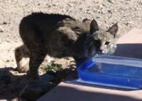 A Bobcat finds water in Tucson