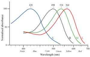 Normalized typical human cone responses (and the rod response) to monochromatic spectral stimuli