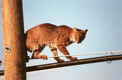 A male Bobcat in an urban surrounding (standing on wires)
