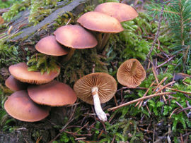 Galerina marginata