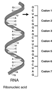 A series of codons in an short RNA molecule. Each codon consists of three nucleotides, representing a single amino acid.