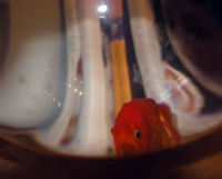 A distorted view of a goldfish in a goldfish bowl.