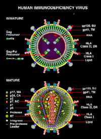 The immature and mature forms of HIV