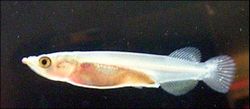Young freshwater halfbeak, Nomorhamphus sp., aged 7 days, approximately 18 mm in length. Captive bred specimen.