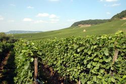 Vineyards east of Heilbronn.