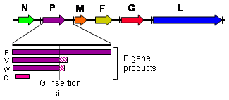 The henipavirus genome (3’ to 5’ orientation) and products of the P gene