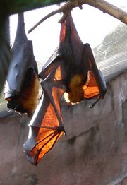 Pteropus vampyrus (Malayan flying fox), one of the natural reservoirs of Nipah virus