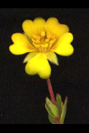 Hickman's potentilla. Photo credit: Tony Morosco