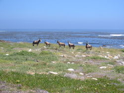 Bontebok in the Cape Peninsula National Park