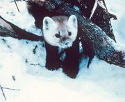 Martens and an unknown number of other mammals can catch H5N1, illustrating the unprecedented ability of H5N1 to survive and spread.
