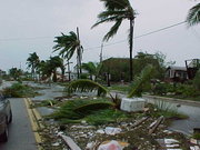 Downed trees in Key West