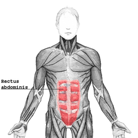 The human rectus abdominis muscle, part of the human abdomen