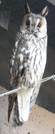 A Long-eared Owl, Asio otus, in erect pose