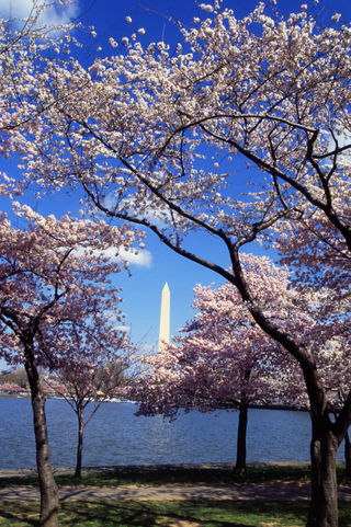 Cherry trees from Japan around the Tidal Basin in Washington, DC.