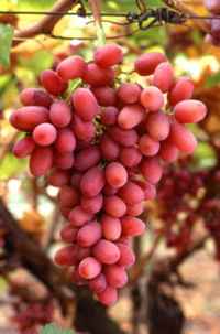 Grapes (budō) are a fruit typically harvested in Autumn.