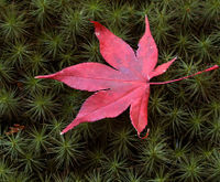 Fallen leaves (ochiba), a symbol of winter.