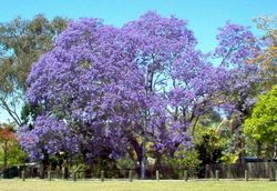 a large Jacaranda tree in full bloom.