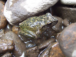 An Australian frog (kawazu).