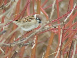 A Tree Sparrow (suzume).