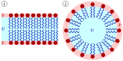 Figure 2: Self-organization of lipids. A lipid bilayer is shown on the left and a micelle on the right.